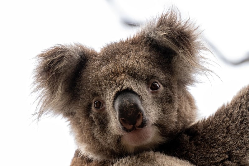 Kangaroo Island