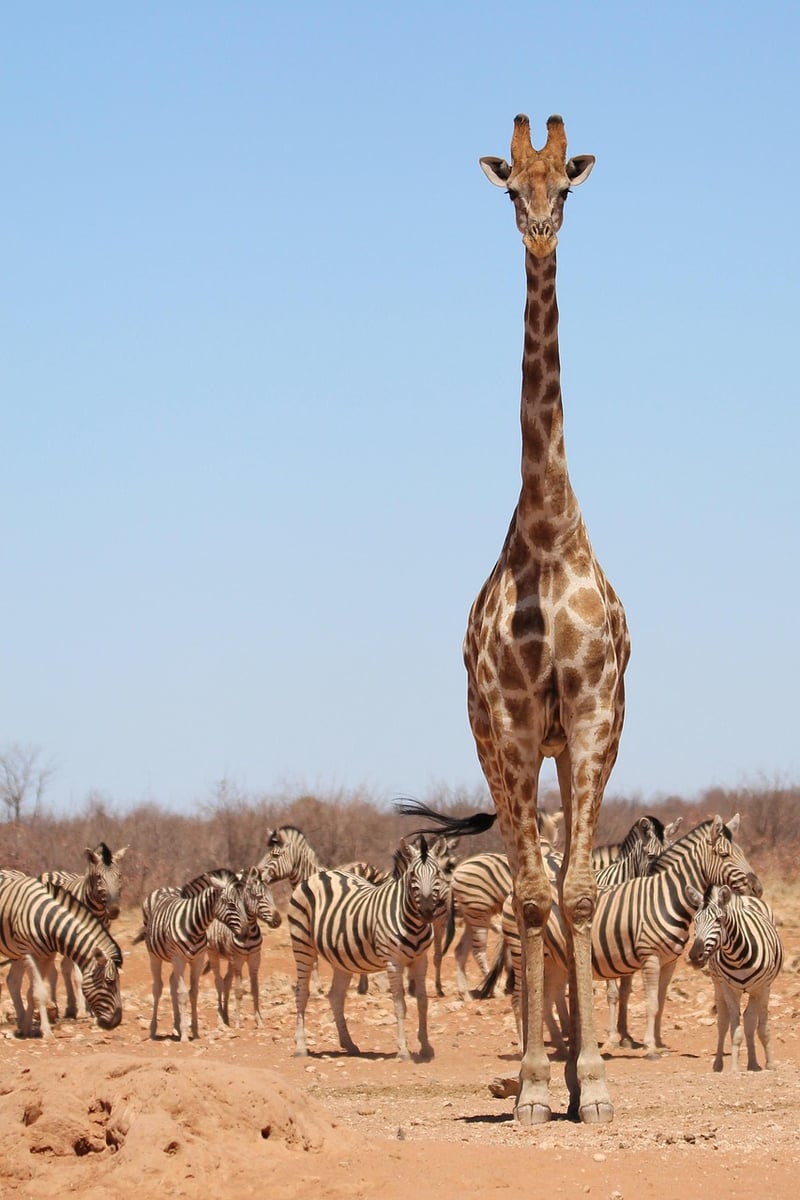 NamibRand Nature Reserve, Namibia